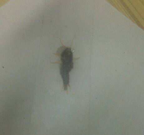 这个是什么虫子屋里总能看见 怎么杀死