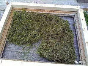 浪漫,植物与相框的相遇