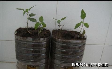想种菜,没有盆 找个 空油桶 ,戳几个洞,看绿叶窜出来 蔬菜