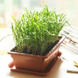 涨姿势 驱蚊绿植请进家,从此蚊香是路人