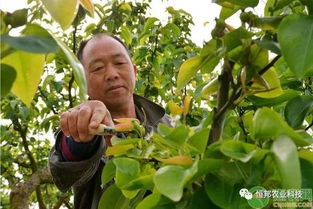 果树不会修剪怎么办 记住这些原则即可