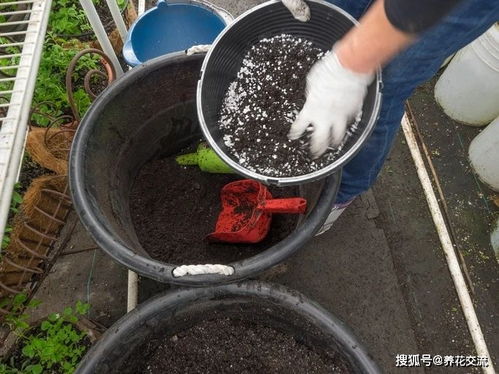 为啥买的营养土,反而养不活植物,养花要学好的几个配土比例