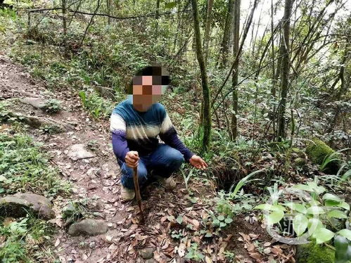 以为移栽不算犯罪 武隆6村民猛挖自留林红豆杉 装饰 房前屋后