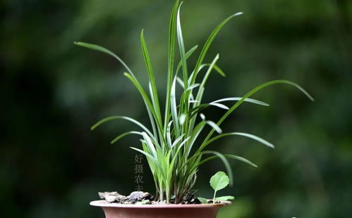 秋天种植兰花,营养土怎么配制 用这3种材料,兰花生根更健壮