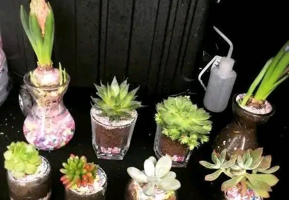 别再买花盆了,将它们一处理栽种花草,个个都美得独一无二