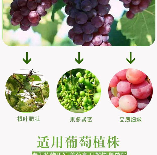 营养土不能种果树吗
