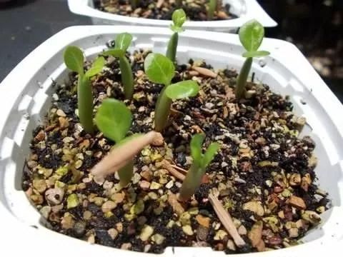 沙漠玫瑰用种子养成精美的盆栽,一两周就能长出幼苗