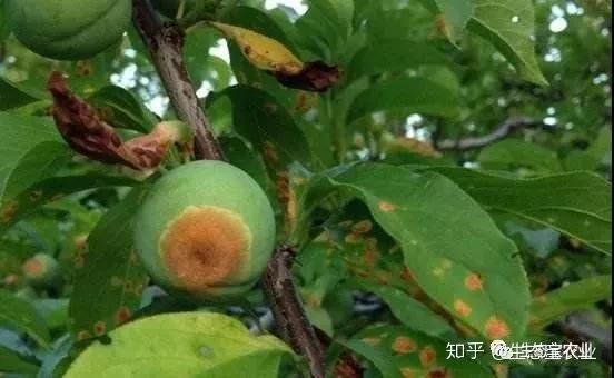 李子树果实常见病害的防治技术