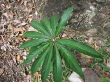 天南星 天南星科天南星属植物
