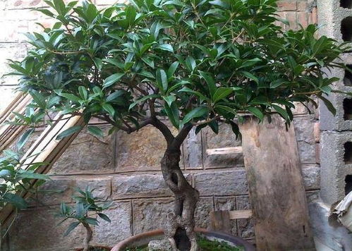 盆栽桂花全部用松针土可以吗、栽桂花树可以放