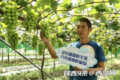 全媒体 直播 短视频 代言 西咸新区葡萄开启营销新模式