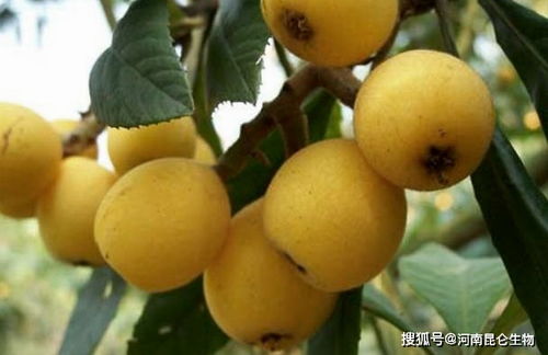 枇杷什么时候打叶面肥 果实膨大用什么肥料 枇杷施肥时间和方法