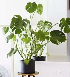 有哪些适合室内种植的耐阴植物