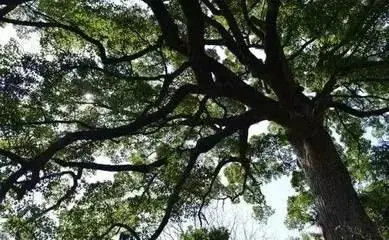想让大树自然死亡,3种方法蛮简单,不信你可以试试看