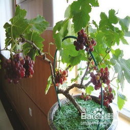 盆栽葡萄种植的方法