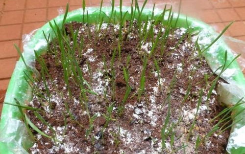 在家用花盆轻松培育出小麦草盆栽,长一个月就能不断收割