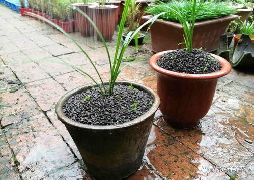 自带肥力的养花土,用上1种不烂根不黄叶,花儿蹭蹭疯长