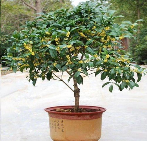 盆栽桂花这样养,年年花香满屋