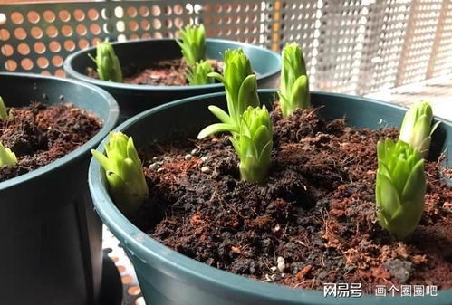 泥炭土是不可再生资源,节约使用,不要浪费,更换的花土还可以用