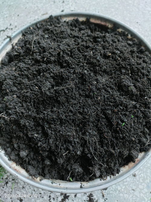 我把大红盆全拔了,重新扦插