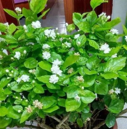 6月, 扦插 茉莉这样做,一枝变一盆,一学就会,一插就活 枝条
