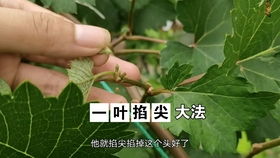 葡萄树的修剪之春天篇