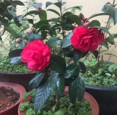 黄泥 茶花怎么换盆 小花匠教你操作,不黄叶不落叶,嗖嗖冒芽