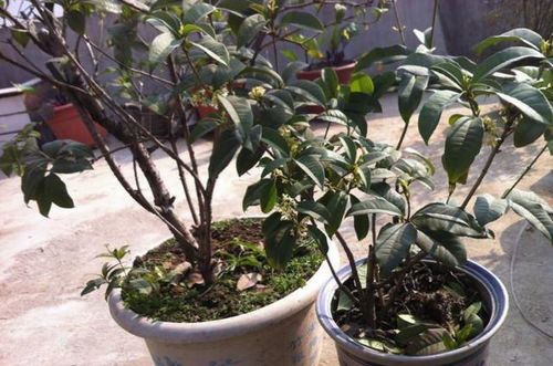 想让家里 十里飘香 王大妈用1根桂花枝和保鲜膜,养出老盆栽