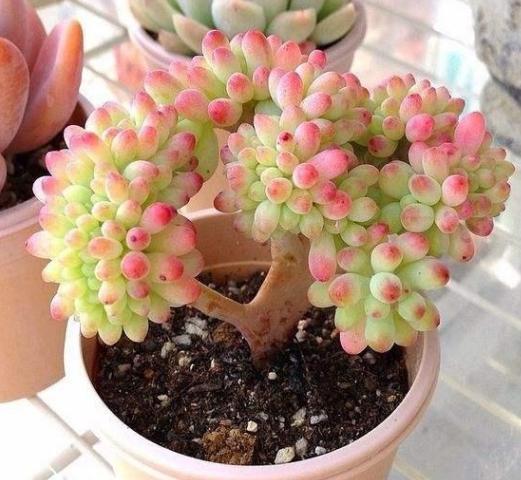 养多肉,烦恼盆栽干瘪难看 别着急,4招让它枝叶肥 长势好