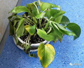 绿萝茶花老黄叶,随手加点它,叶子绿得冒油,想发黄都难