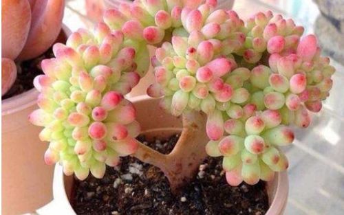 秋养多肉不变色,看着心里不是滋味,怎么给多肉上色 有好方法