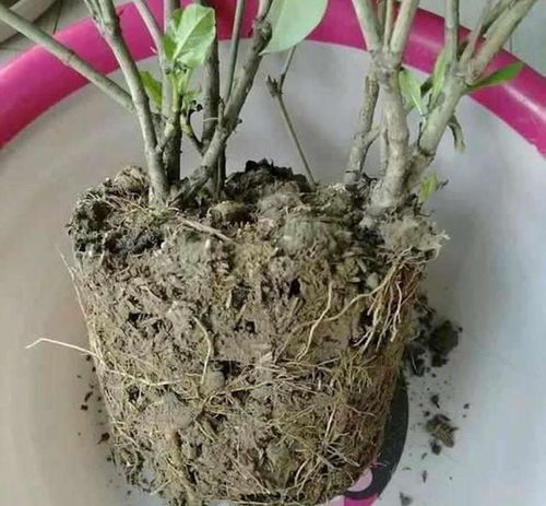 花盆里面有这种白色物质,是土质变差的信号,不换盆花卉长不好