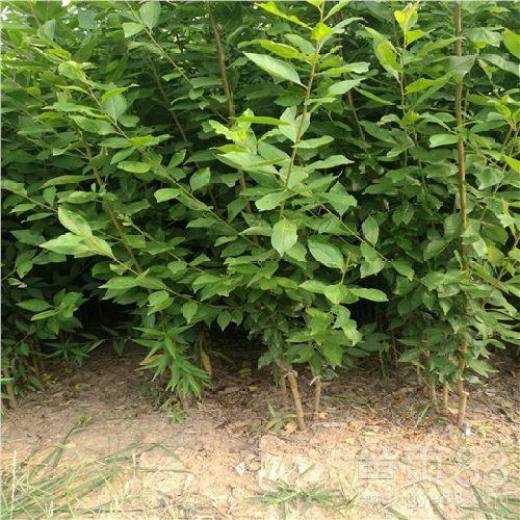 【蜂糖李子苗一株价格】- 黄页88网