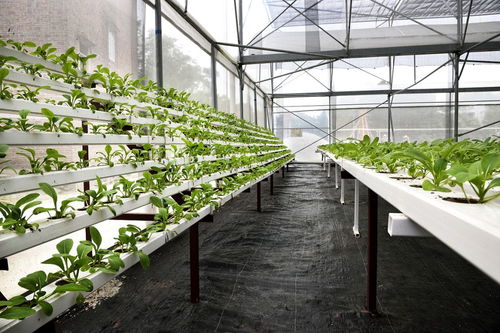 种植土换填套什么定额,绿化种植土回填是否已经包含了绿化地整理
