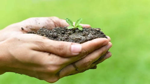别再乱施肥了 腐植酸类肥料的作用和用法都在这里,赶紧安排上