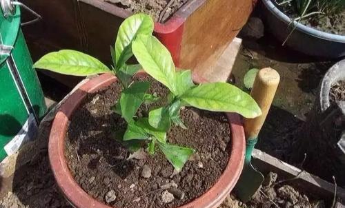 土壤板结不要慌,盆里加点 有机肥 ,疏松且肥沃