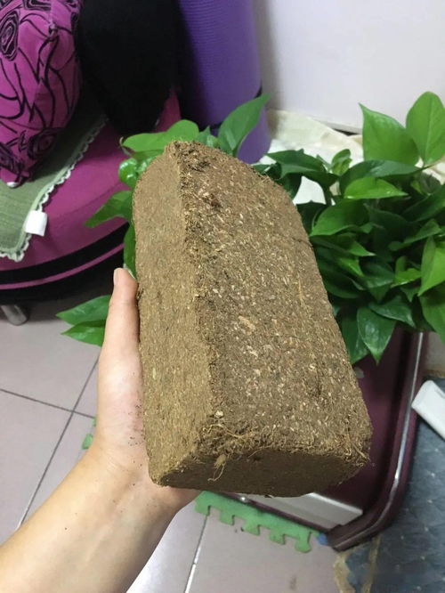 砖头 丢水里泡一泡,拿来养花效果好,透水透气不烂根