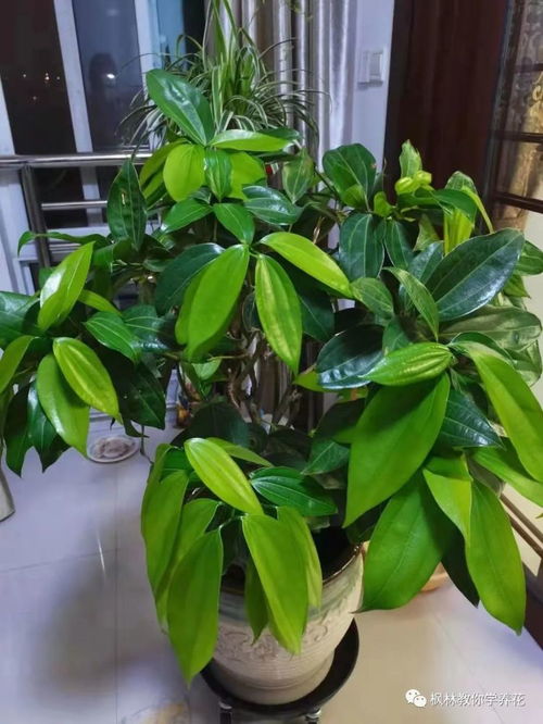 花卉 种植 太深 的 3种 正确 处理 方法
