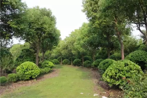 苗木种植的几大难题,苗木高手已经解答