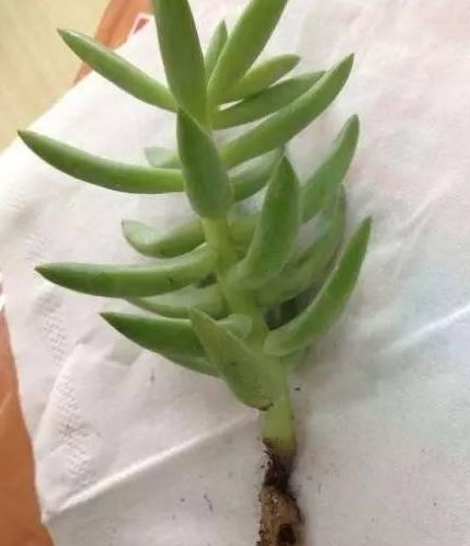 多肉出现以下几种情况,就说明需要换盆了