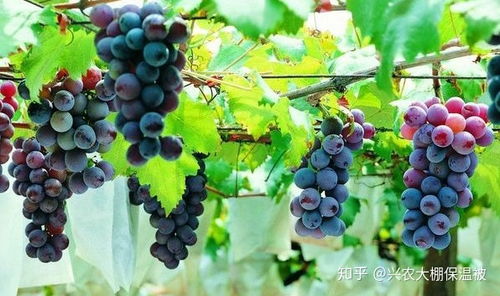 提高葡萄产量需要掌握哪些施肥技巧