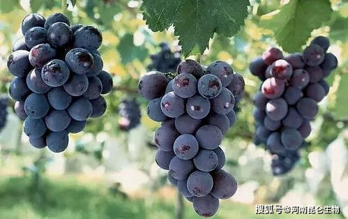 果树葡萄什么时候打叶面肥 怎样让果实快速膨大 葡萄着色用什么肥料
