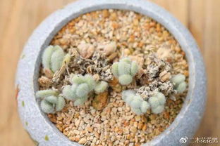 4年颗粒土养多肉小心得 那些用颗粒土种多肉血的教训