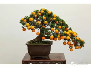 别错过 小型果树盆景生产养护技巧