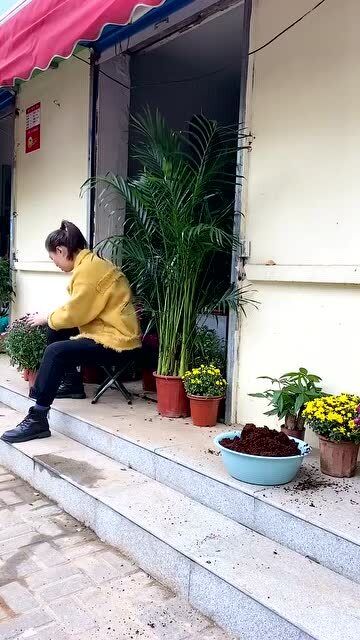 这个椰砖真是好,种花种菜少不了,再也不用为找不到土而发愁了