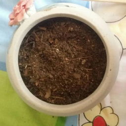 刚买了一堆多肉植物,已经种上了,买的营养土,有人说这么种通气性不好,那我什么时候还可以换土呢
