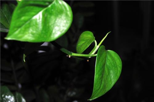 家养植物绿萝土壤中有黑色小飞虫该怎么办