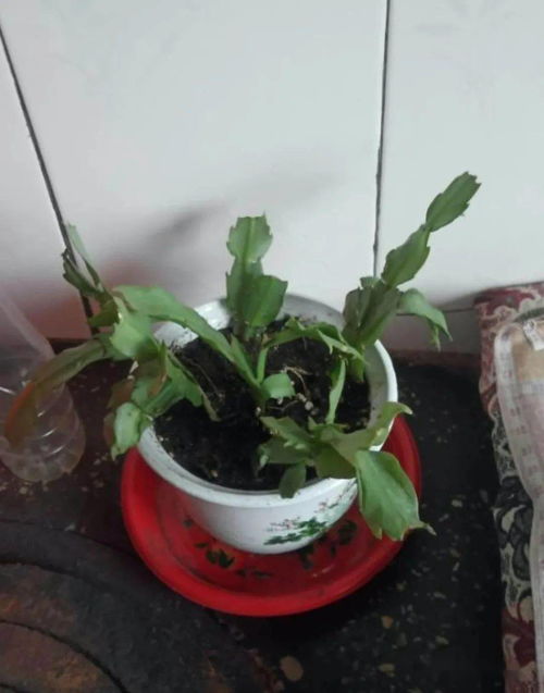 网上买土可靠吗_网上买的土种花好不好