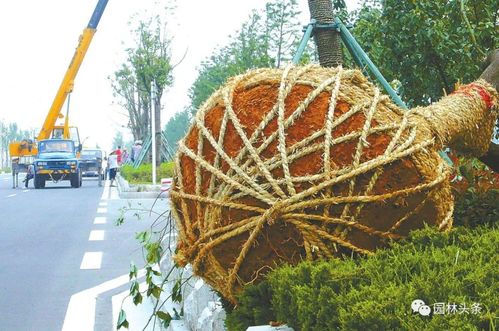 大树起挖移栽中经常缺水 成活率不高,可能是这几点没做好