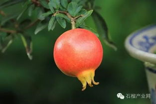 夏季石榴树的施肥管理技术 